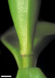 Veronica treadwellii. Leaf bud with no sinus. Scale = 1 mm.
 Image: W.M. Malcolm © Te Papa CC-BY-NC 3.0 NZ